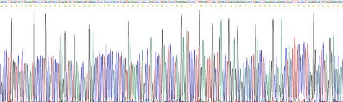 Recombinant Chondroitin Sulfate Proteoglycan 5 (CSPG5)