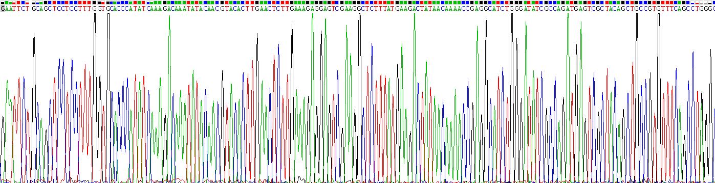 Recombinant Interleukin 31 (IL31)