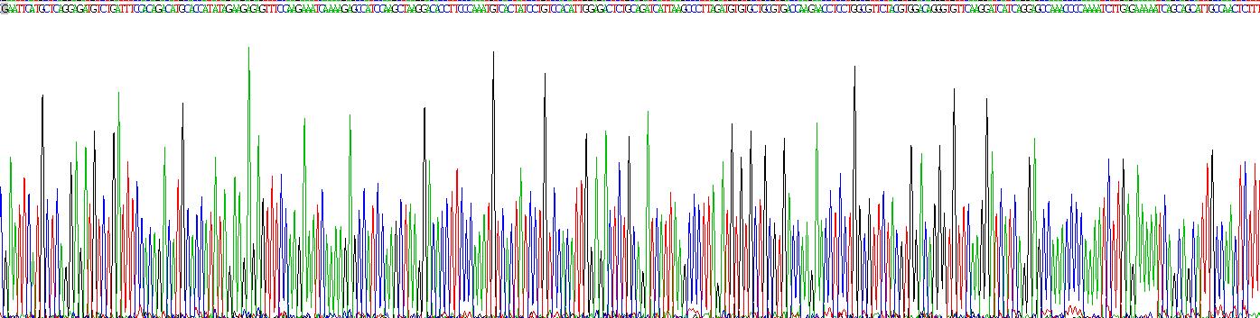 Recombinant Interleukin 19 (IL19)