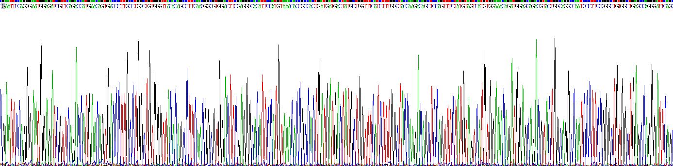 Recombinant Cartilage Oligomeric Matrix Protein (COMP)