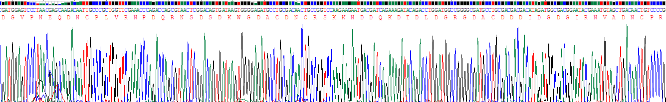 Recombinant Cartilage Oligomeric Matrix Protein (COMP)