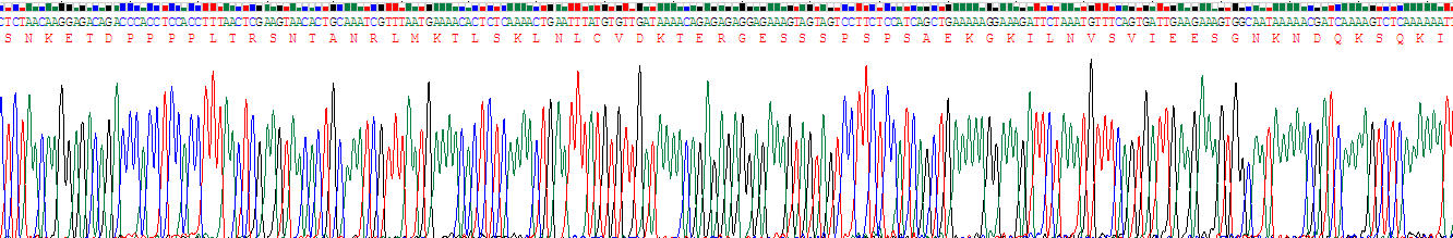 Recombinant Sperm Specific Antigen 2 (SSFA2)