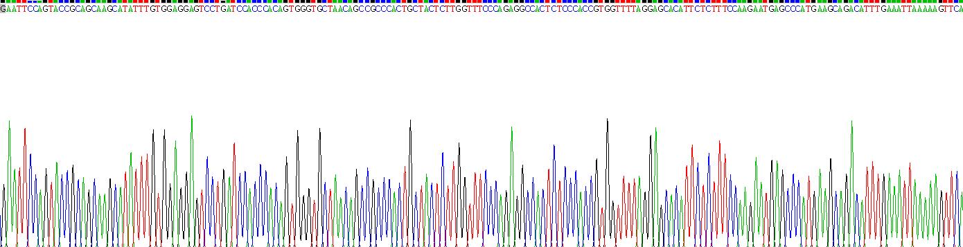 Recombinant Granzyme K (GZMK)