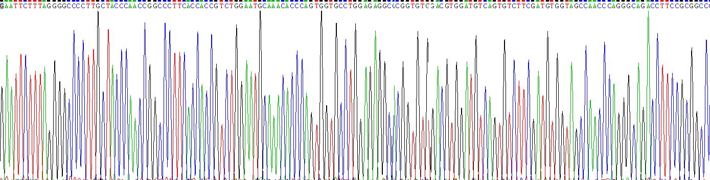 Recombinant Hyaluronidase (HAase)