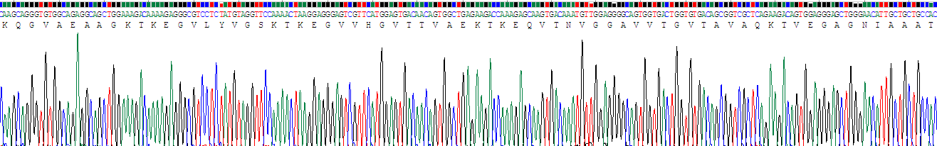 Recombinant Synuclein Alpha (SNCa)