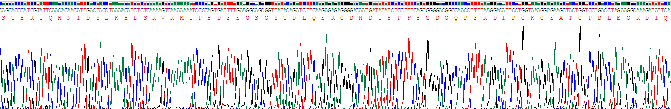 Recombinant Matrix Extracellular Phosphoglycoprotein (MEPE)