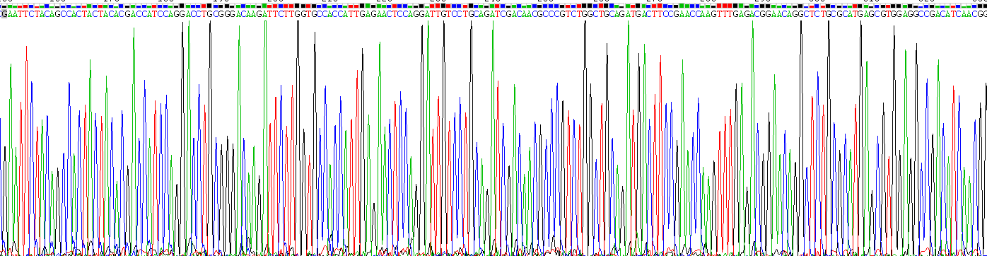 Recombinant Cytokeratin 19 (CK19)