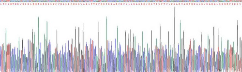 Recombinant Cluster Of Differentiation 73 (CD73)