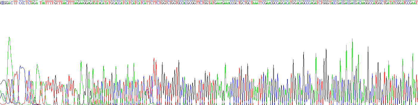 Recombinant Androgen Receptor (AR)