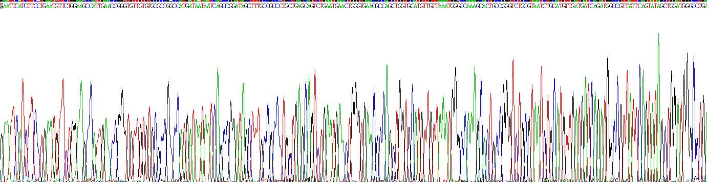 Recombinant Androgen Receptor (AR)