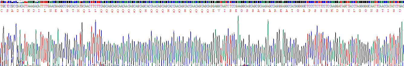 Recombinant Androgen Receptor (AR)