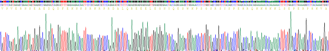 Recombinant Elongin A (ELOA)