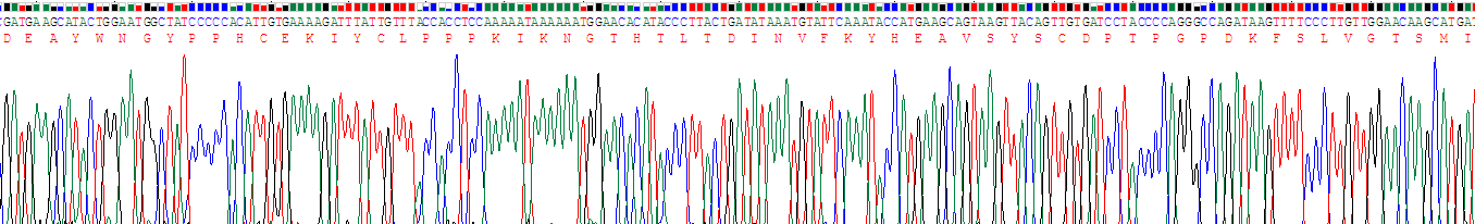 Recombinant Membrane Cofactor Protein (MCP)