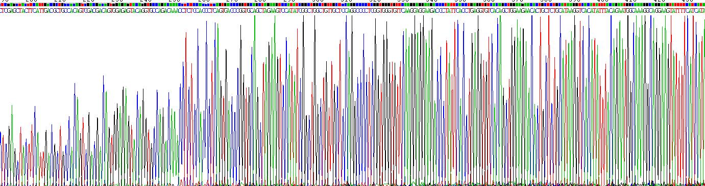 Recombinant Fc Fragment Of IgG Low Affinity IIIa Receptor (FcgR3A)