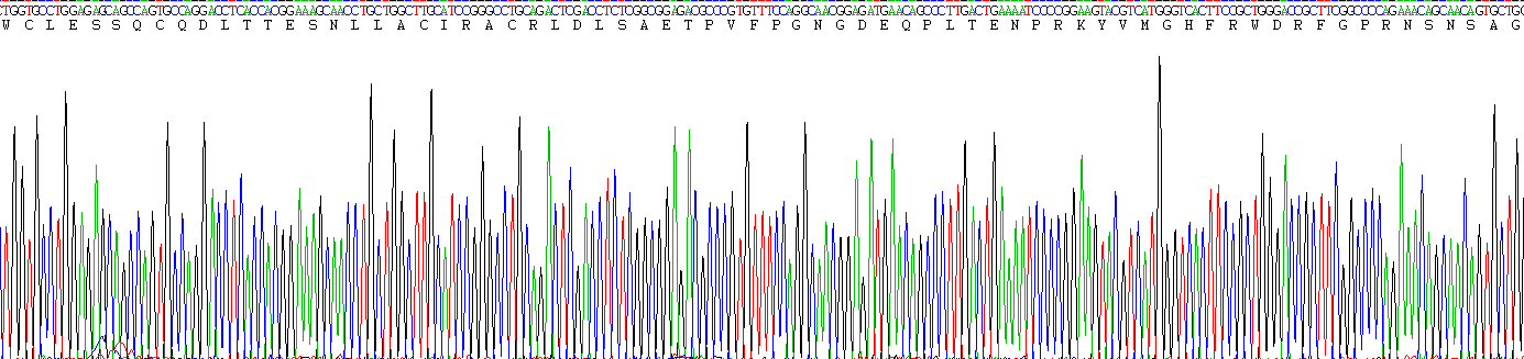 Recombinant Proopiomelanocortin (POMC)