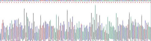 Recombinant Microtubule Associated Protein 4 (MAP4)