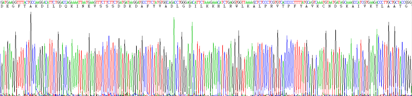 Recombinant Ornithine Decarboxylase (ODC)