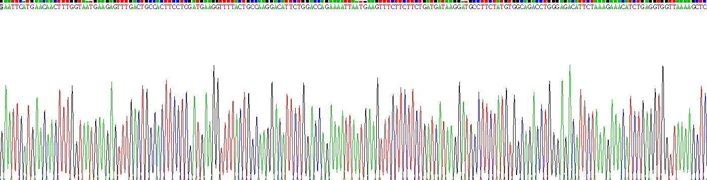 Recombinant Ornithine Decarboxylase (ODC)