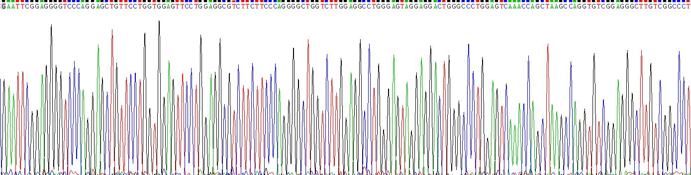 Recombinant Elastin (ELN)