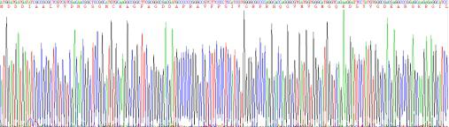 Recombinant Beta Actin (ACTB)