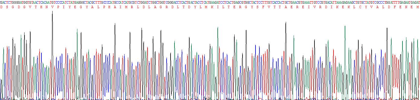 Recombinant Actin Alpha 1, Cardiac Muscle (ACTC1)