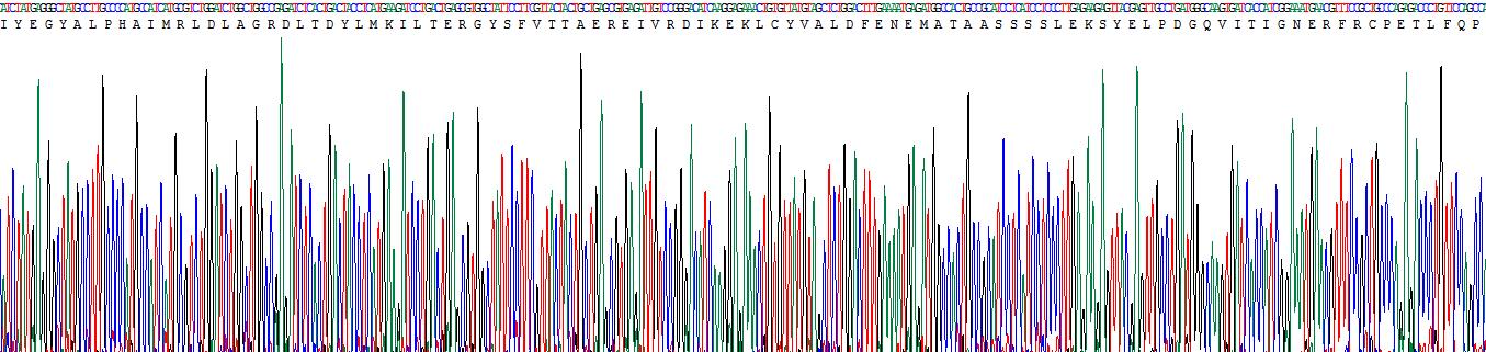 Recombinant Actin Alpha 2, Smooth Muscle (ACTa2)