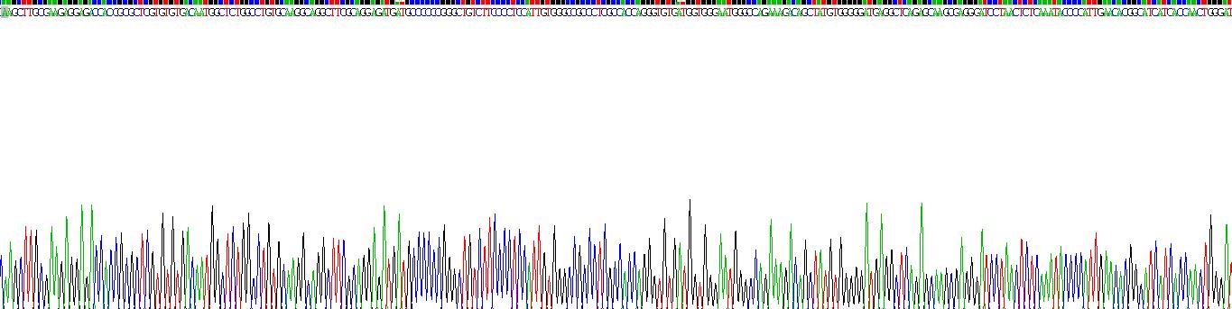 Recombinant Actin Gamma 2, Smooth Muscle (ACTg2)