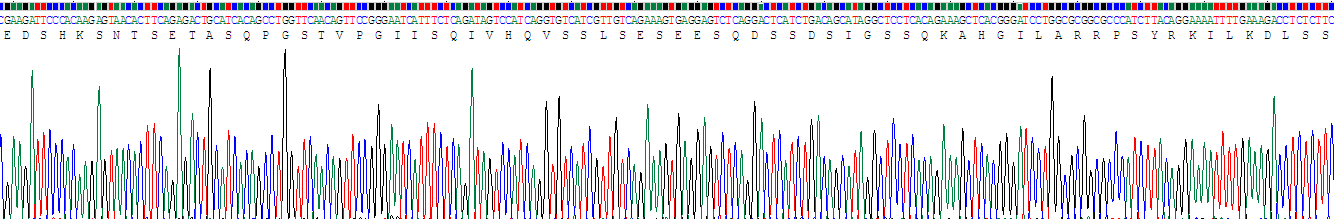 Recombinant Activating Transcription Factor 1 (ATF1)