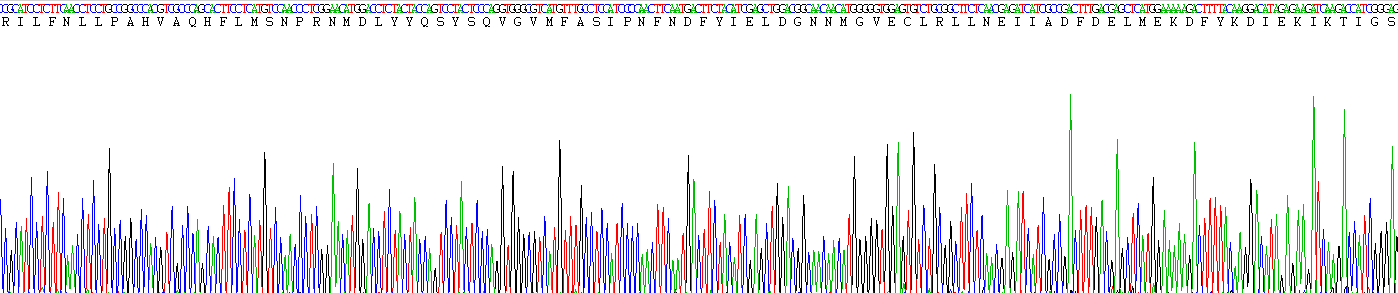 Recombinant Adenylate Cyclase 1, Brain (ADCY1)