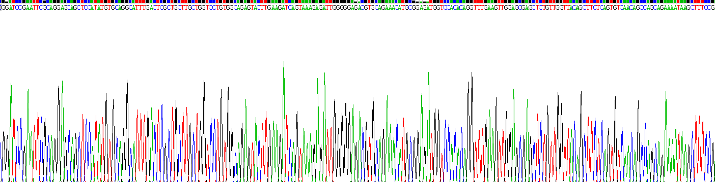 Recombinant Adenylyl Cyclase Associated Protein 1 (CAP1)