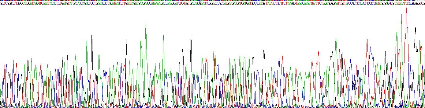 Recombinant Aryl Hydrocarbon Receptor (AhR)