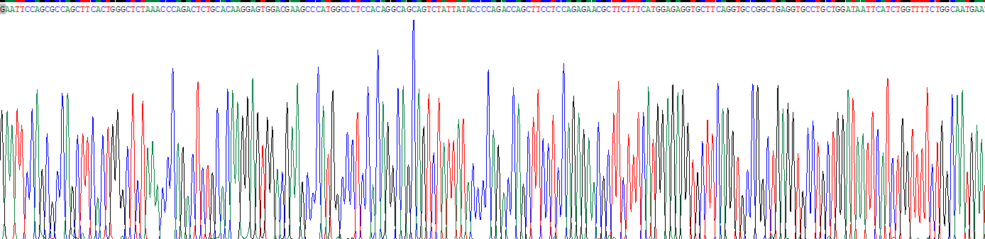 Recombinant Aryl Hydrocarbon Receptor (AhR)