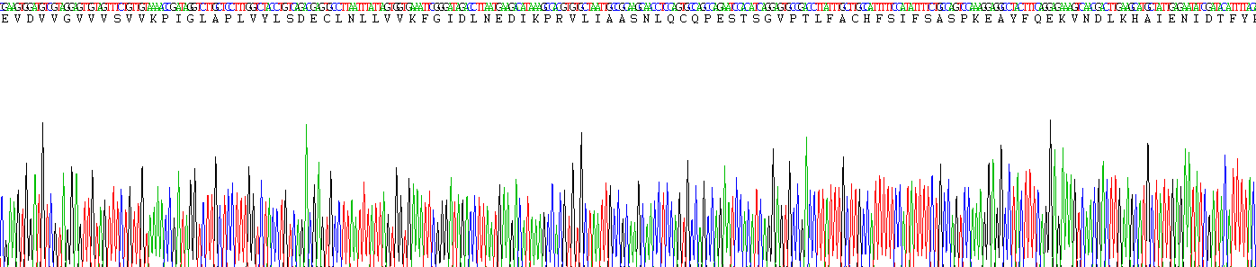 Recombinant Breast Cancer Susceptibility Protein 2 (BRCA2)