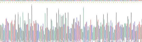 Recombinant Vascular Endothelial Growth Factor Receptor 2 (VEGFR2)