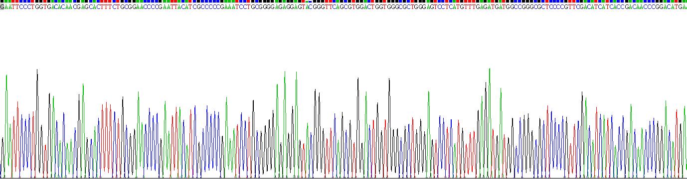 Recombinant Protein Kinase C Zeta (PKCz)