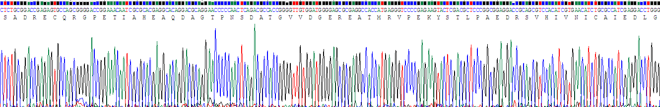 Recombinant Anoctamin 1 (ANO1)