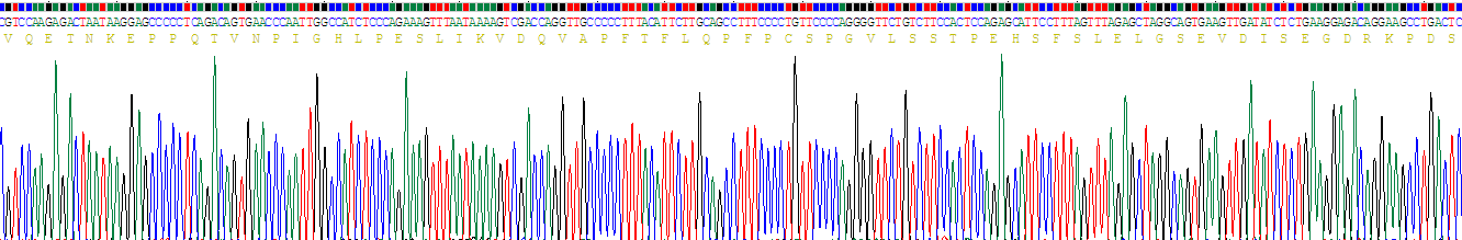 Recombinant Activating Transcription Factor 4 (ATF4)