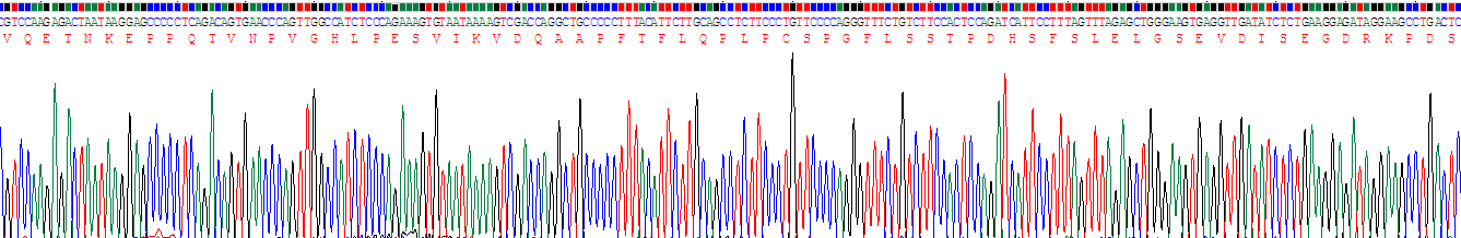 Recombinant Activating Transcription Factor 4 (ATF4)