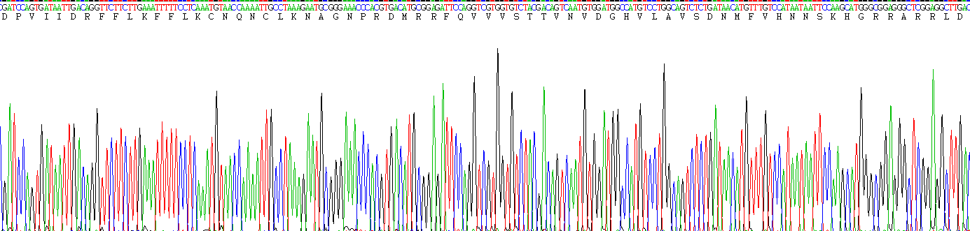 Recombinant Early B-Cell Factor 1 (EBF1)