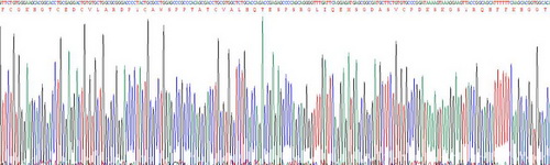 Recombinant Semaphorin 4D (SEMA4D)