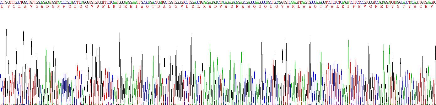 Recombinant Immunoglobulin Superfamily, Member 2 (IGSF2)