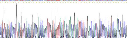 Recombinant Proteinase 3 (PR3)