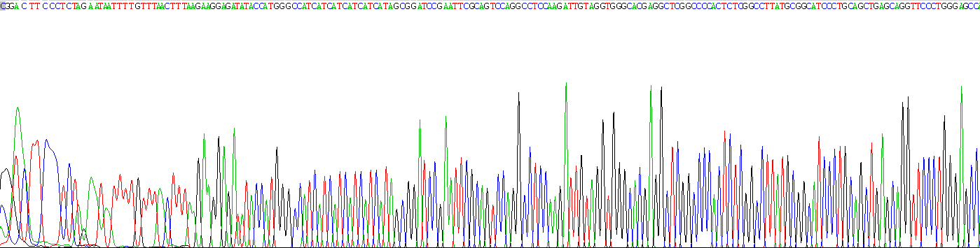 Recombinant Proteinase 3 (PR3)