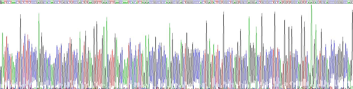 Recombinant Tyrosine Hydroxylase (TH)