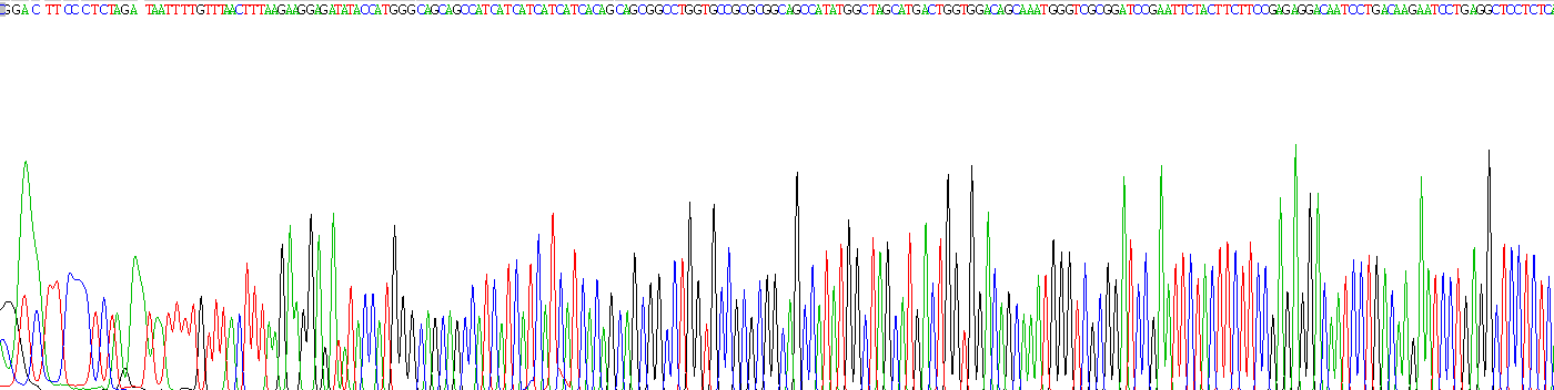 Recombinant Semaphorin 7A (SEMA7A)