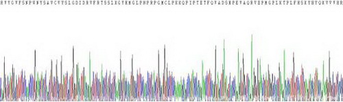 Recombinant Semaphorin 7A (SEMA7A)