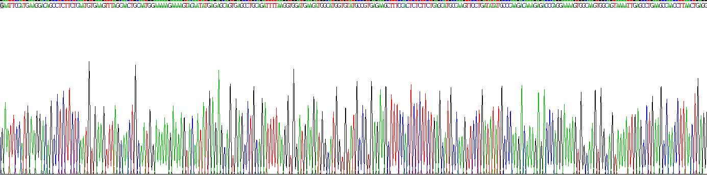 Recombinant N-cadherin (NCAD)