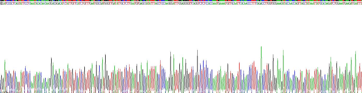 Recombinant Salivary Alpha Amylase (AMY1A)