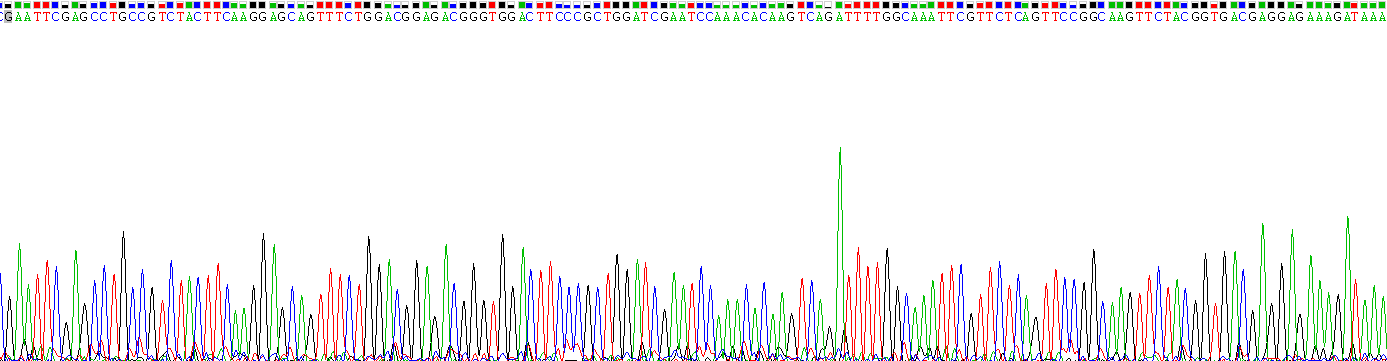 Recombinant Calreticulin (CALR)