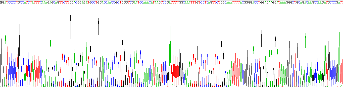 Recombinant Calreticulin (CALR)